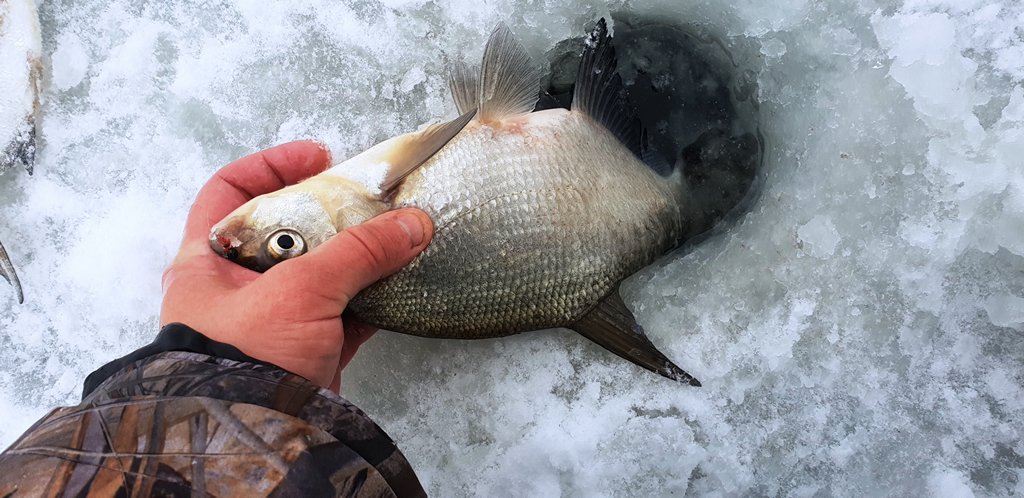 Ловля леща зимой со льда 00002.JPG